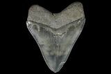 Serrated, Fossil Megalodon Tooth - Georgia #142360-2